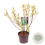 Cornus alba 'Sibirica Variegata' 40-60 cm 3,0L