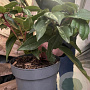 Viburnum davidii 20-30 cm 2,0L
