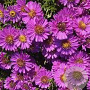 Aster (D) 'Starlight' GM P9 BIO