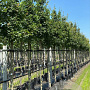 Acer campestre 'Elsrijk' 10-12 HO container