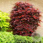 Acer pal. 'Atropurpureum' 12-14 HO container