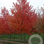 Acer rubrum 'Sun Valley' 6-8 HO container