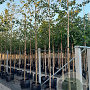 Alnus glutinosa 8-10 HO container