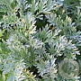 Artemisia absinthium GM P13 Biologisch