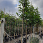 Castanea sativa 12-14 HO container