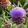 Cynara cardunculus GM P13 Biologisch
