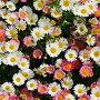 Erigeron karvinskianus GM P13 Biologisch