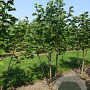 Magnolia 'Galaxy' 150-175 cm draadkluit meerstammig