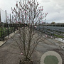 Magnolia loebneri 'Leonard Messel' 6-8 cm draadkluit