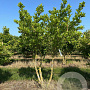 Magnolia stellata 125-150 cm draadkluit meerstammig