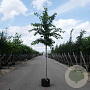 Prunus 'Accolade' 8-10 HO container 180 cm stam