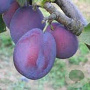 Prunus d. 'Belle de Louvain' 14-16 HO container 120 cm stam