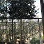 Prunus l. 'Angustifolia' 16-18 HO container 180 cm stam leiboom