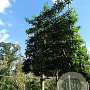 Prunus lusitanica 'Brenelia' 16-18 HO container 180 cm stam leiboom
