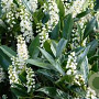 Prunus l. 'Otto Luyken' 6-8 HO container 180 cm stam