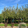 Prunus serrula 175-200 cm draadkluit meerstammig