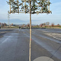 Quercus ilex 6-8 cm container 180 cm stam leiboom