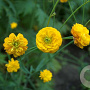 Ranunculus acris 'Multiplex' GM P9 BIO