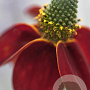 Ratibida columnifera pulcherrima GM P9 BIO