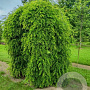 Sophora japonica 'Pendula' 8-10 HO container 180 cm stam