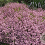 Thymus serpyllum GM P13 Biologisch