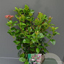 Viburnum tinus 'LisaRose' 30-40 cm 3,0L