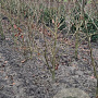 Parrotia persica 'Vanessa' 125-150 cm met kluit