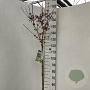 Callicarpa bod. 'Autumn Glory' 120 cm stam 10L