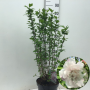 Hibiscus syr. French Cabaret Pastel 60-80 cm 7,5L