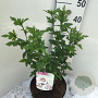 Hibiscus syr. 'Monstrosus' 40-50 cm 7,5L