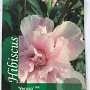 Hibiscus syr. 'Verosa' 80-90 cm 7,5L