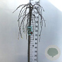 Malus 'Fontana' 120 cm stam 10L