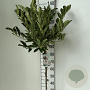 Magnolia stellata 90 cm stam 7,5L