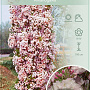 Prunus ser. 'Amanogawa' 150-175 cm 7,5L 3-4 tak