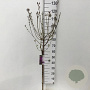 Syringa Dark Purple 60 cm stam 5,0L