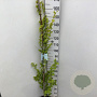 Ulmus holl. 'Wredei' 150-175 cm 7,5L Gestokt