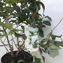 Viburnum plic. 'Newport' 60-80 cm 12L