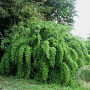 Fargesia denudata 'Xian 1' 175-200 cm 30L bossig