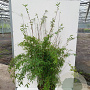 Fargesia jiuzhaigou 9 175-200 cm 30L bossig