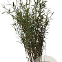 Fargesia nitida 'Black Pearl' 100-125 cm 10L