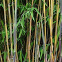 Fargesia nitida 'Great Wall' 200-250 cm 30L