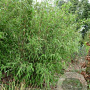 Fargesia nitida 'Viking' 30-50 cm 2,5L