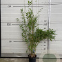 Fargesia 'Obelisk' 100-125 cm 5,0L