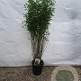 Fargesia 'Obelisk' 125-150 cm 10L