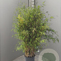 Fargesia 'Obelisk' 125-150 cm 15L