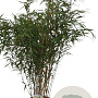 Fargesia robusta 'Pingwu' 100-125 cm 10L