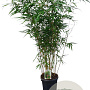 Fargesia robusta 'Pingwu' 125-150 cm 10L
