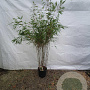 Fargesia rufa 125-150 cm 10L