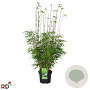 Fargesia rufa 80-100 cm 5,0L