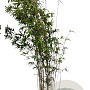 Fargesia 'Winter Joy' 100-125 cm 10L